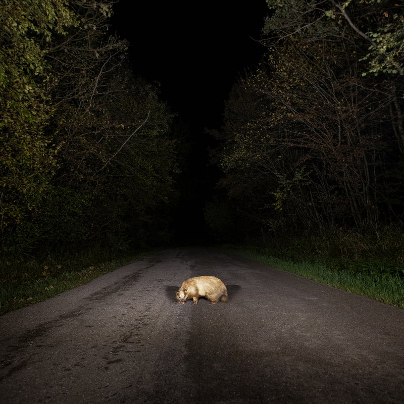 Badger
