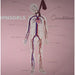Circulation