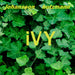 ivy