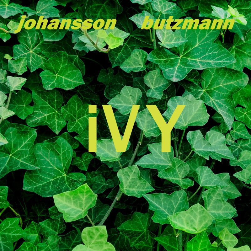 ivy