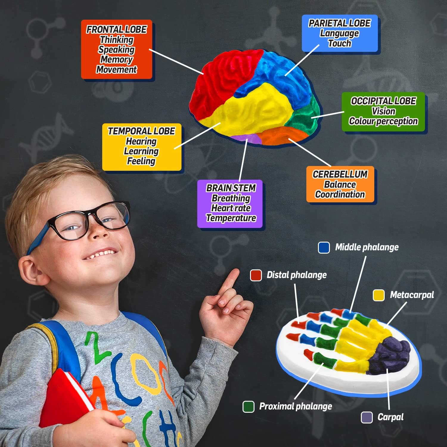 WILD ENVIRONMENTAL SCIENCE Medical Science - STEM Kit Age 8+ for Ages 8+ - Make a Test-Tube Digestive System, Extract DNA, Create Anatomical Models and More!