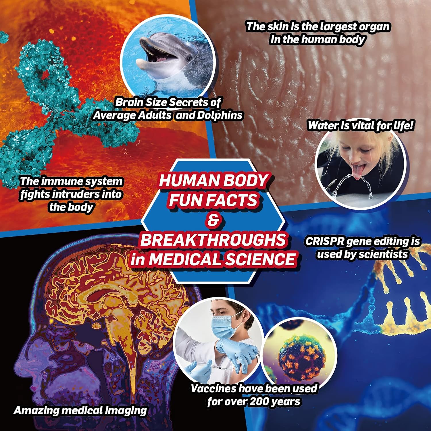 WILD ENVIRONMENTAL SCIENCE Medical Science - STEM Kit Age 8+ for Ages 8+ - Make a Test-Tube Digestive System, Extract DNA, Create Anatomical Models and More!