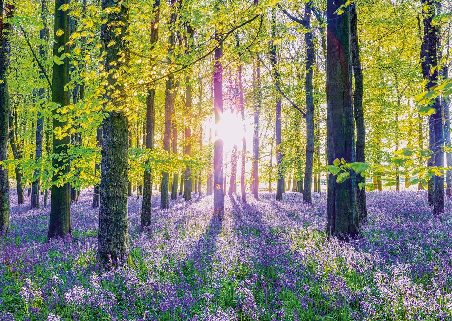 Schmidt | Tranquil Bluebell Woods (1,000 Pieces) | Jigsaw Puzzle | Ages 14+ | 1+ Players