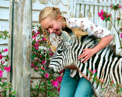Im Rennstall ist das Zebra los! (Racing Stripes) / Liebenswert-witzige Kultkomödie im Stil von "Ein Schweinchen namens Babe" (Pidax Film-Klassiker