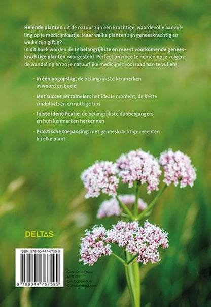 Geneeskrachtige planten herkennen en gebruiken: De belangrijkste helende plantensoorten in onze natuur