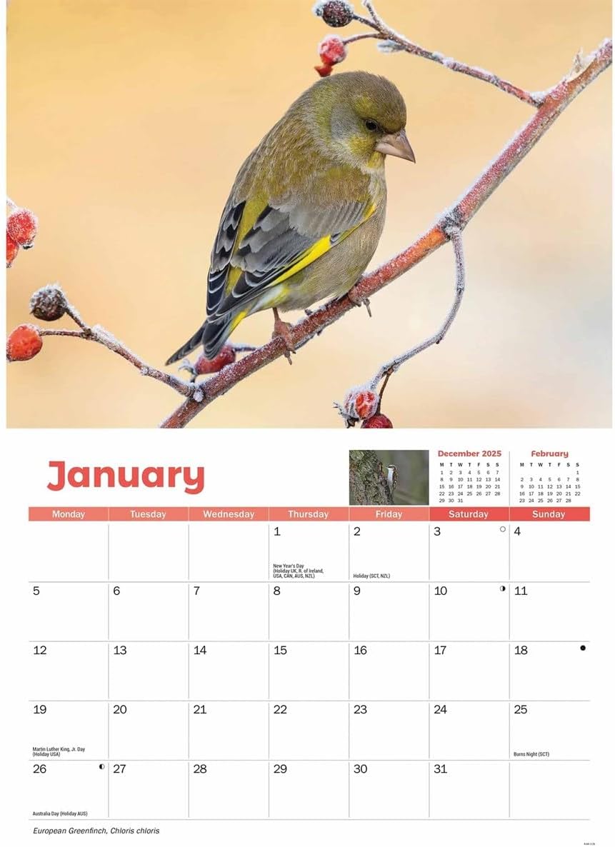 Carousel Worldwide, Garden Birds 2026 A4 Wall Calendar