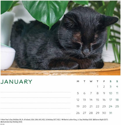 Carousel Worldwide, Cat Naps 2026 Easel Desk Calendar