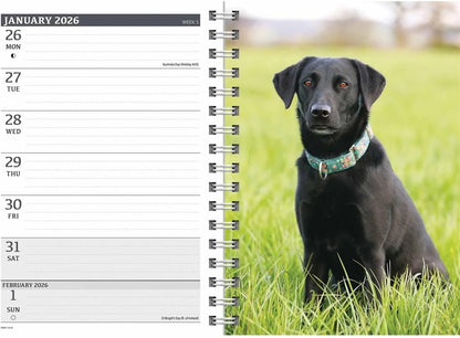 Carousel Calendars Black Labradors A5 Diary 2026