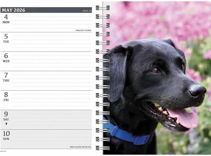 Carousel Calendars Black Labradors A5 Diary 2026