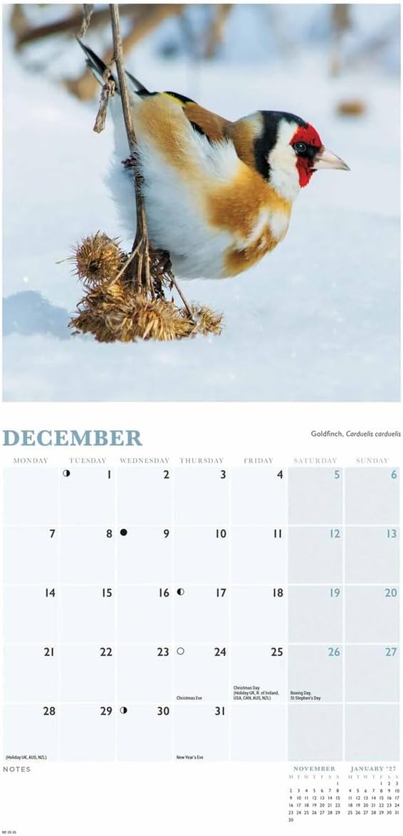 Carousel Worldwide, British Garden Birds 2026 Mini Wall Calendar