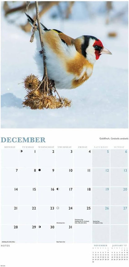 Carousel Worldwide, British Garden Birds 2026 Mini Wall Calendar