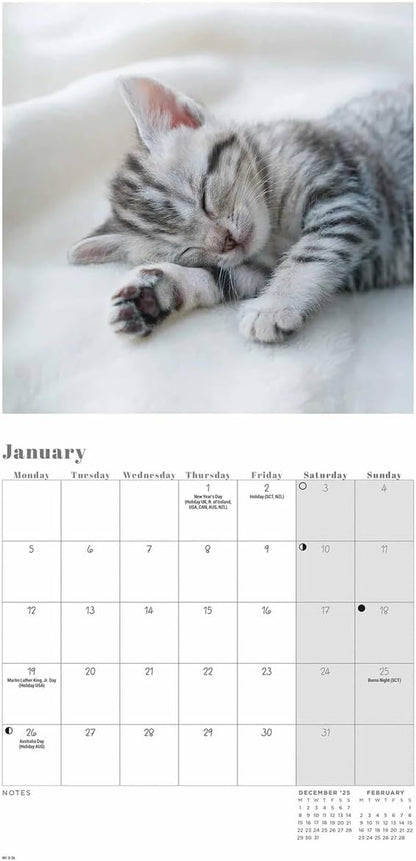 Carousel Worldwide, Cat Naps 2026 Mini Wall Calendar