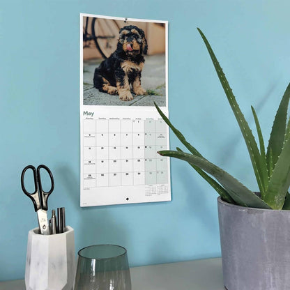Carousel Worldwide, Cockapoo Puppies 2026 Mini Wall Calendar