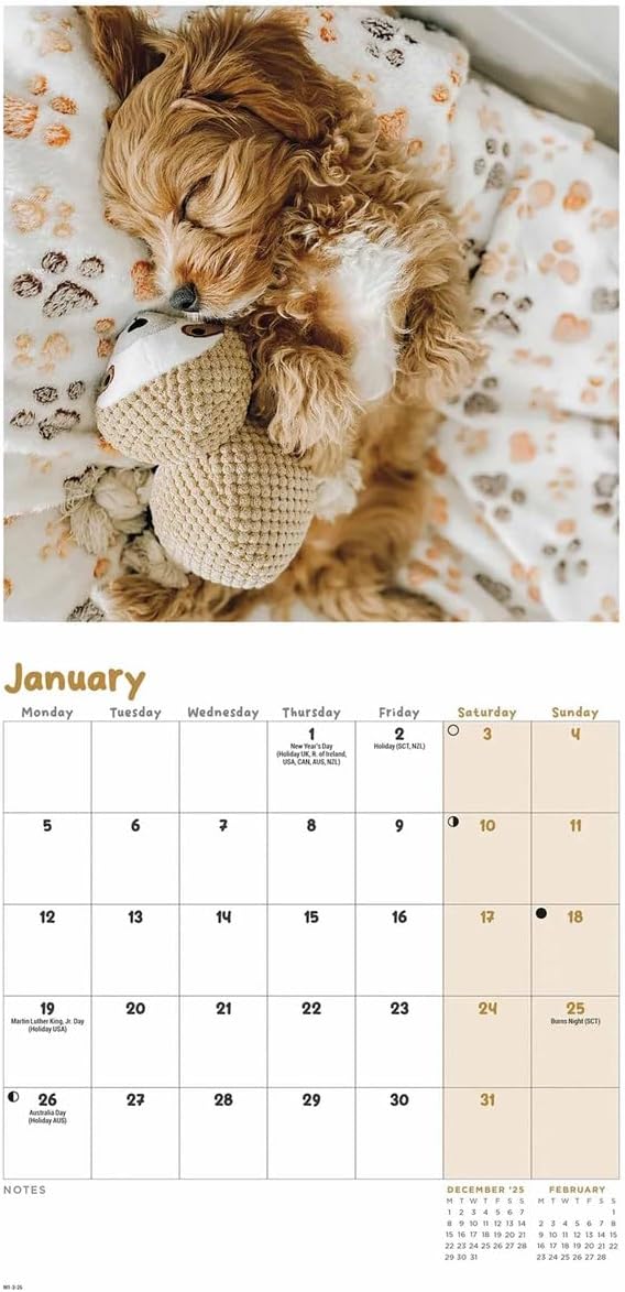 Carousel Worldwide, Cockapoo Puppies 2026 Mini Wall Calendar