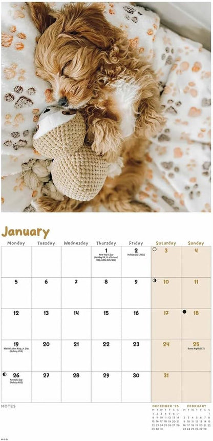 Carousel Worldwide, Cockapoo Puppies 2026 Mini Wall Calendar