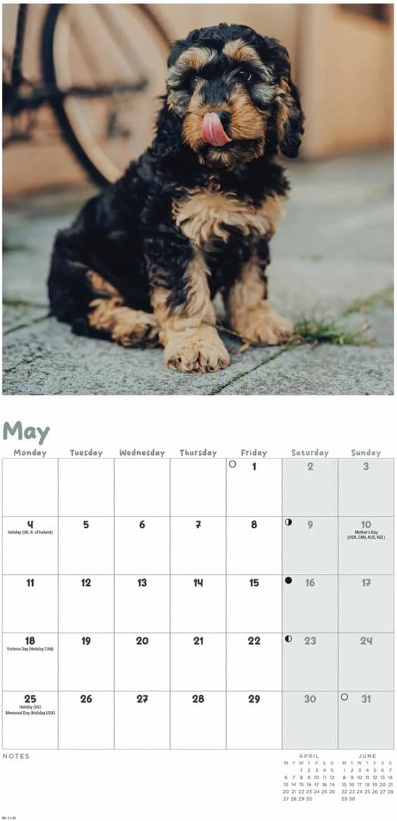 Carousel Worldwide, Cockapoo Puppies 2026 Mini Wall Calendar
