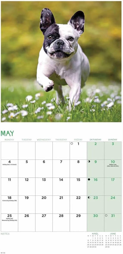 Carousel Worldwide, French Bulldogs 2026 Mini Wall Calendar
