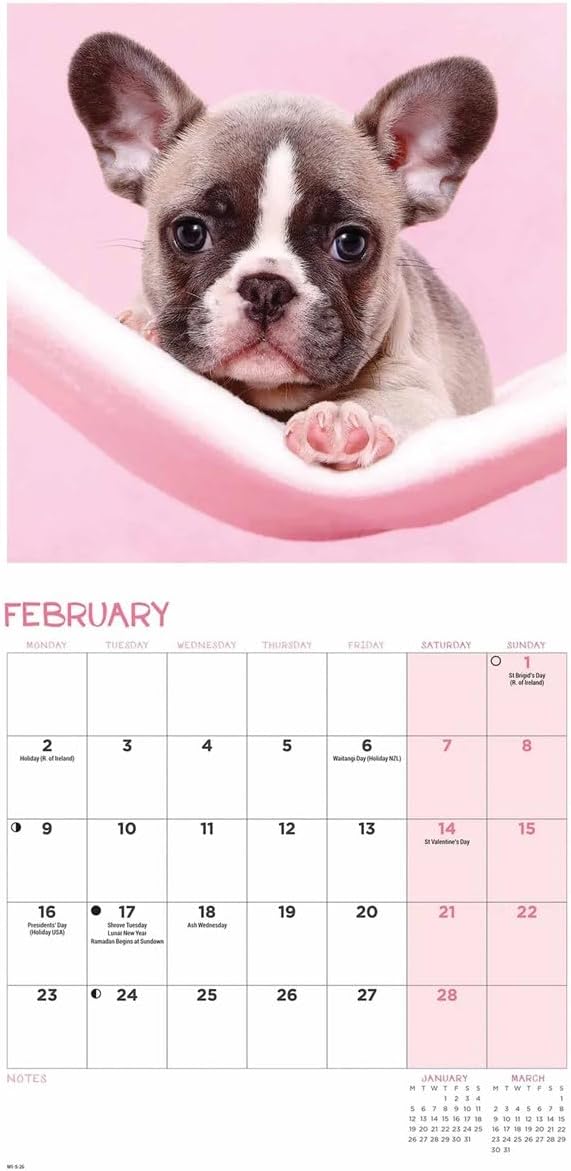 Carousel Worldwide, French Bulldogs 2026 Mini Wall Calendar