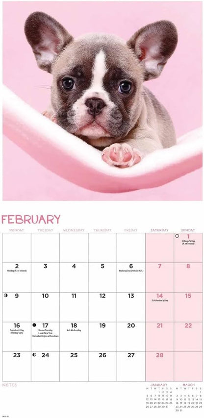 Carousel Worldwide, French Bulldogs 2026 Mini Wall Calendar
