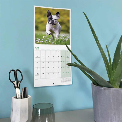 Carousel Worldwide, French Bulldogs 2026 Mini Wall Calendar