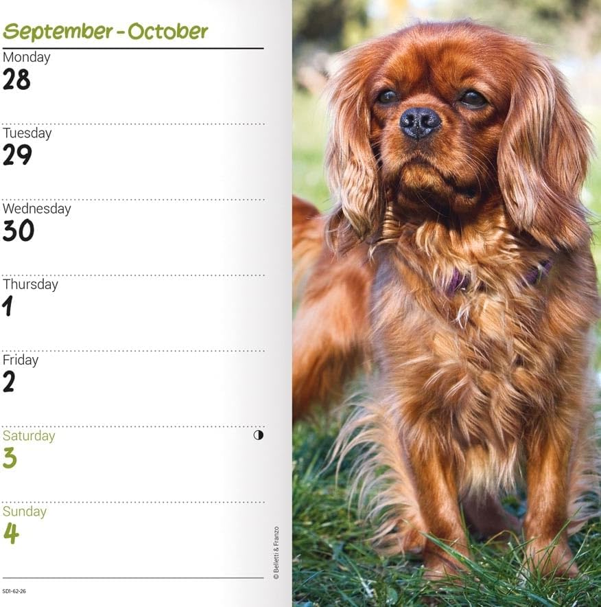 Carousel Worldwide, Cavalier King Charles Spaniels 2026 Slim Diary Planner