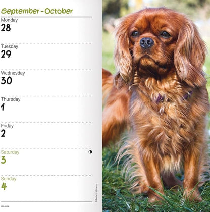 Carousel Worldwide, Cavalier King Charles Spaniels 2026 Slim Diary Planner