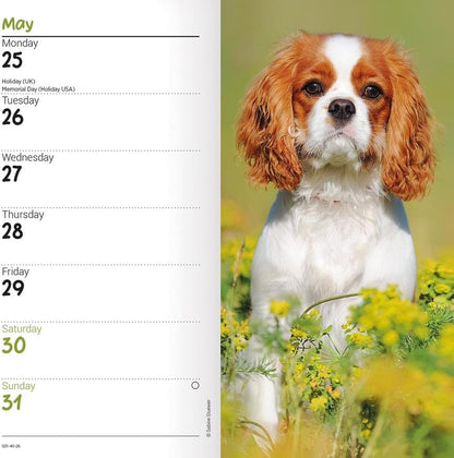 Carousel Worldwide, Cavalier King Charles Spaniels 2026 Slim Diary Planner