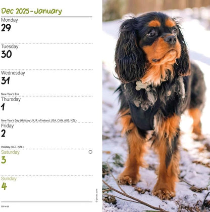 Carousel Worldwide, Cavalier King Charles Spaniels 2026 Slim Diary Planner