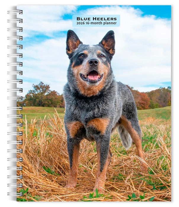 Blue Heelers | 2026 6 x 7.75 Inch Spiral-Bound Wire-O Weekly Engagement Planner Calendar | New Full-Color Image Every Week | BrownTrout | Animals Dog Breeds Pets