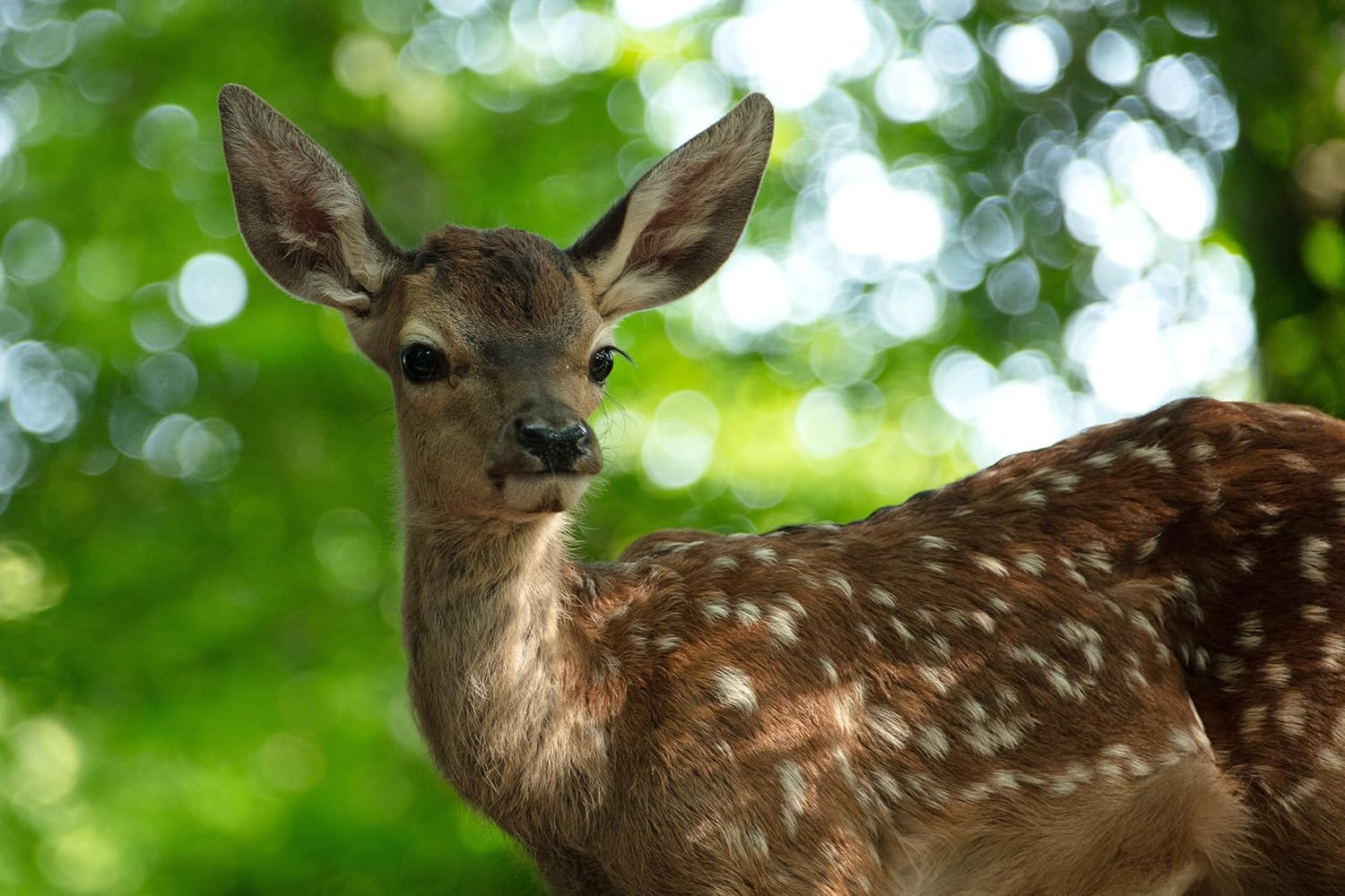 FESSLER, MICHAEL - BAMBI - EINE LEBENSGESCHICHTE AUS DEM WALD