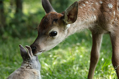 FESSLER, MICHAEL - BAMBI - EINE LEBENSGESCHICHTE AUS DEM WALD