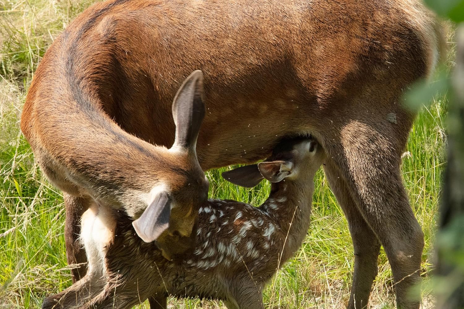 FESSLER, MICHAEL - BAMBI - EINE LEBENSGESCHICHTE AUS DEM WALD