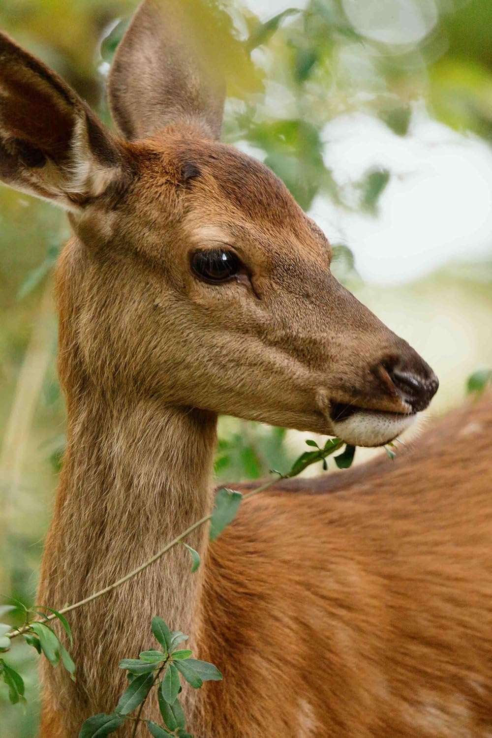 FESSLER, MICHAEL - BAMBI - EINE LEBENSGESCHICHTE AUS DEM WALD