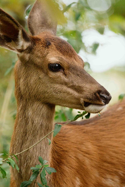 FESSLER, MICHAEL - BAMBI - EINE LEBENSGESCHICHTE AUS DEM WALD