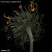 Moon Coven - Slumber Wood (Lp)