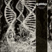 Dissonance Theory