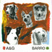 BARRO