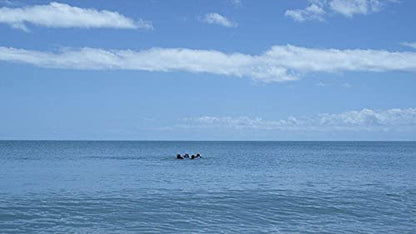 The Reef