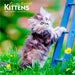 For the Love of Kittens | 2026 7 x 14 Inch (Hanging) Monthly Mini Wall Calendar | BrownTrout | Animals Cats Feline