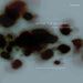 After The Wildfire (LP