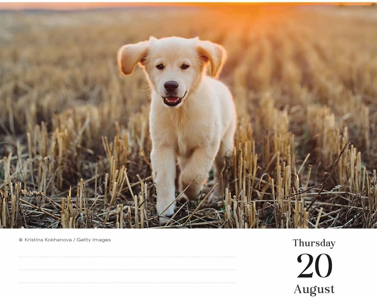 Goldens Retrievers Box Calendar 2026