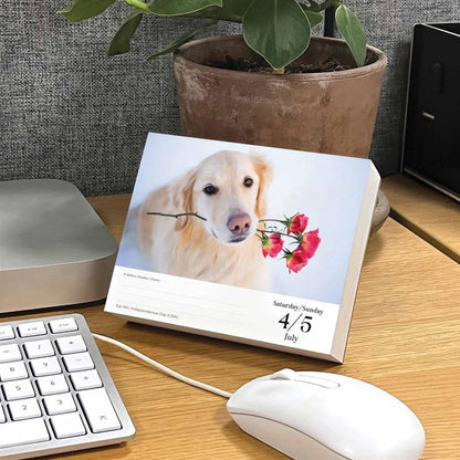 Goldens Retrievers Box Calendar 2026