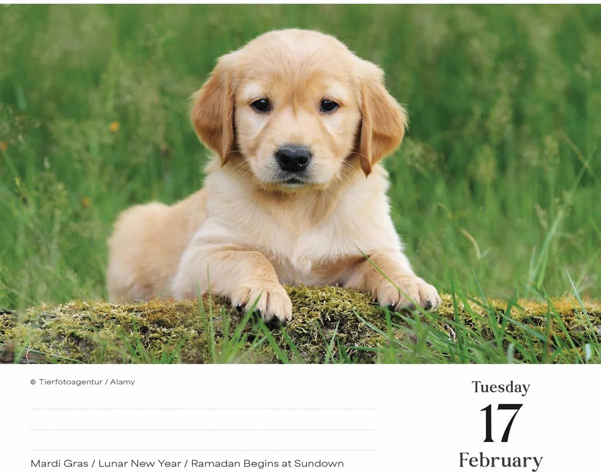 Goldens Retrievers Box Calendar 2026