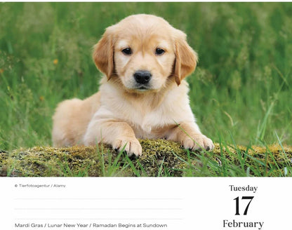 Goldens Retrievers Box Calendar 2026