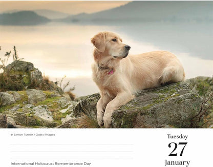 Goldens Retrievers Box Calendar 2026
