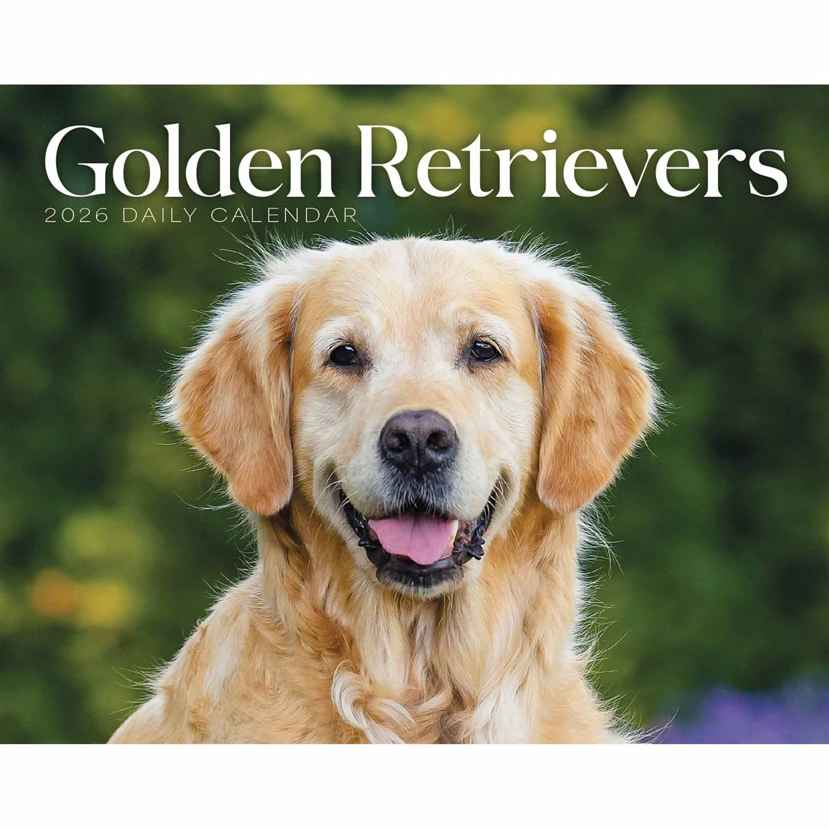 Goldens Retrievers Box Calendar 2026