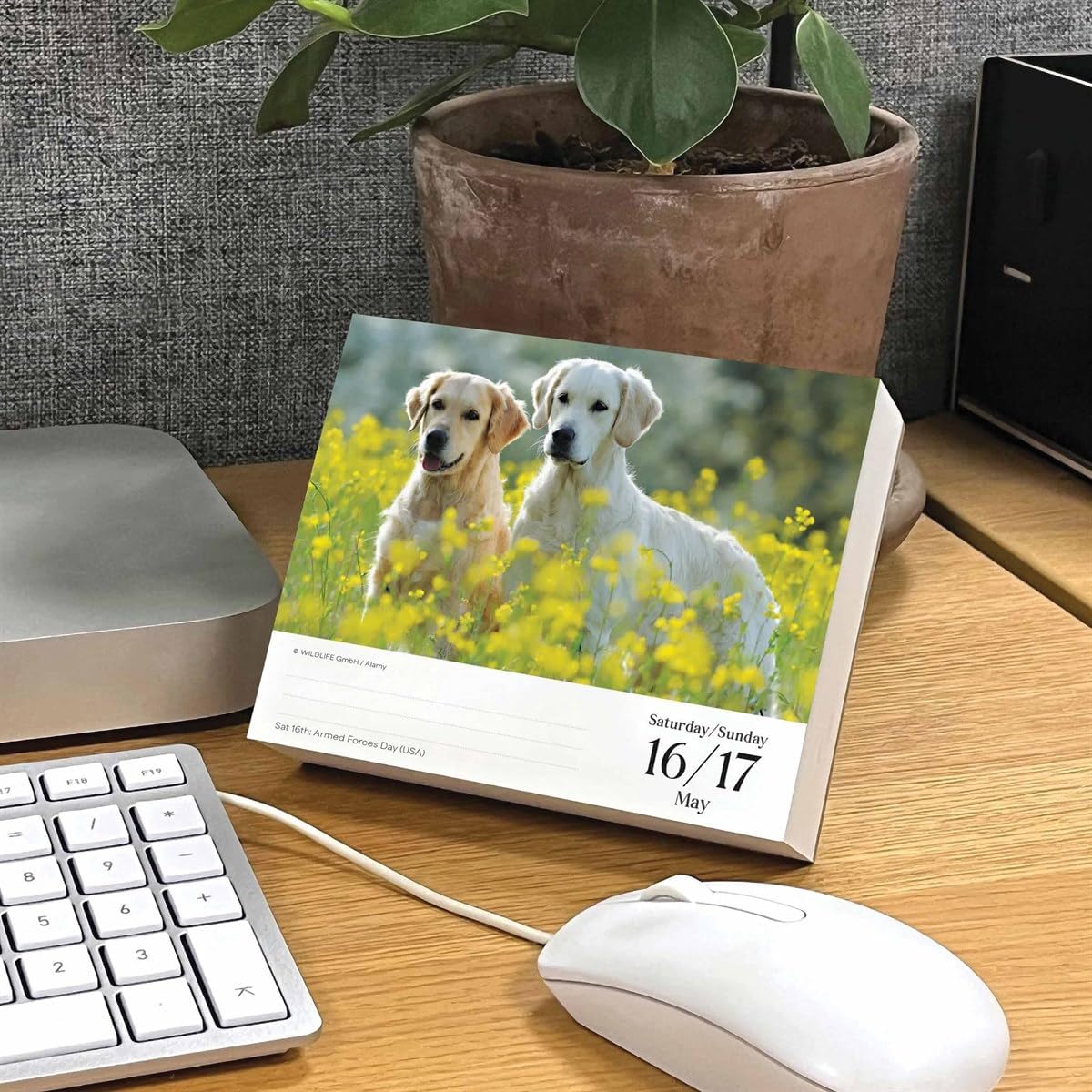 Goldens Retrievers Box Calendar 2026