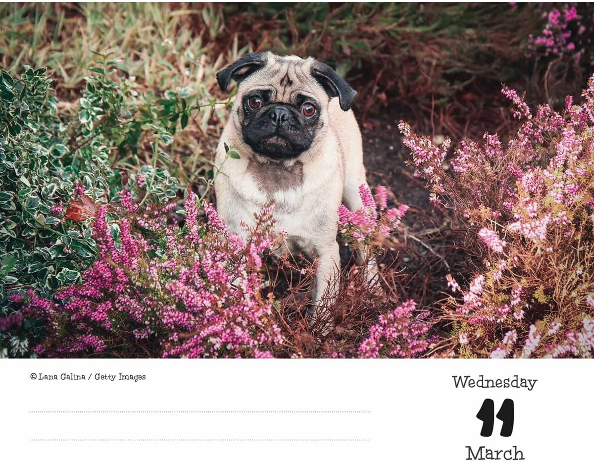 Pugs Desk Calendar 2026