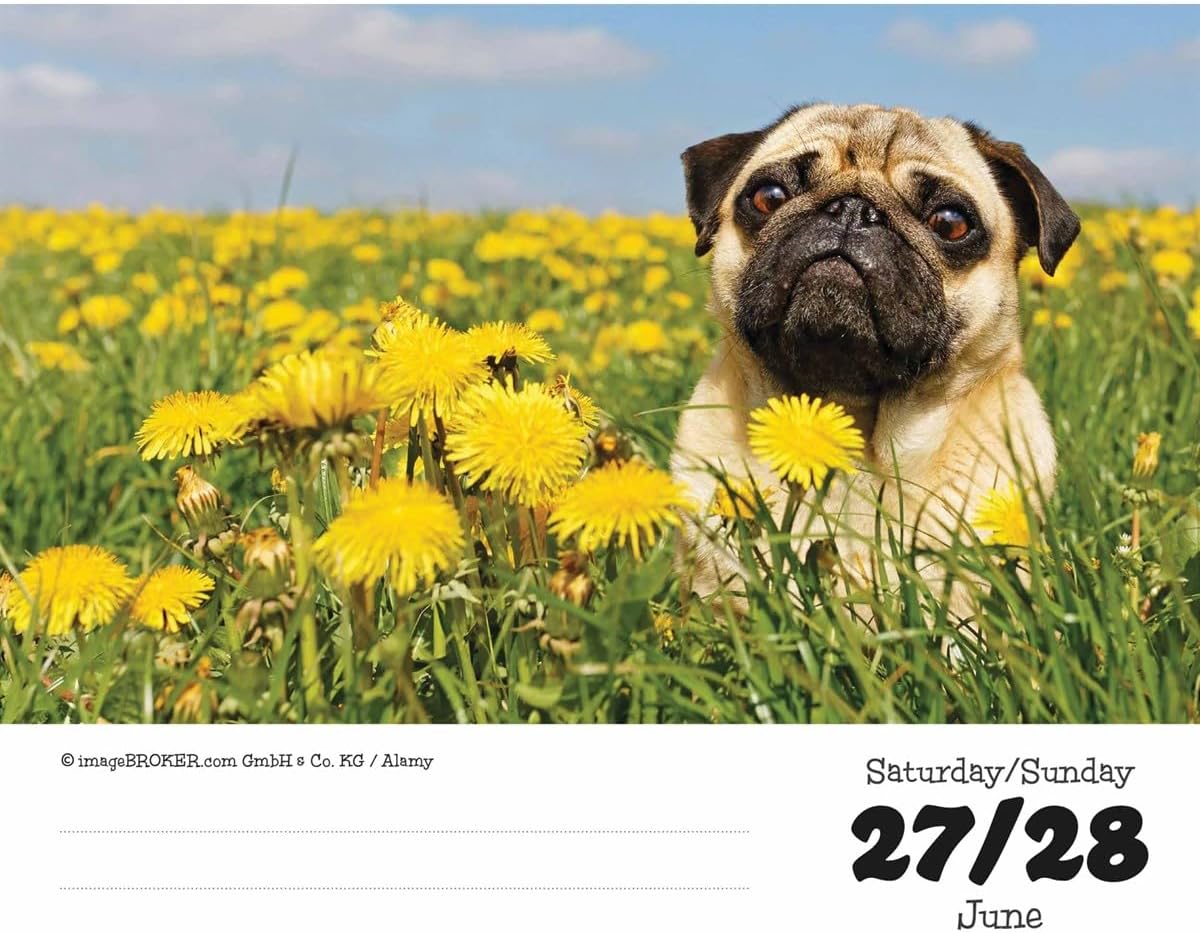 Pugs Desk Calendar 2026