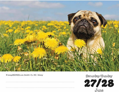 Pugs Desk Calendar 2026